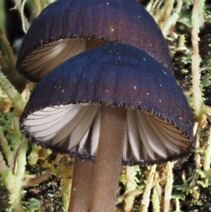 Mycena sp. at Cotter River, ACT - 13 May 2016