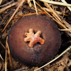 Calostoma fuscum (Common Prettymouth) at Cotter River, ACT - 13 May 2016 by KenT