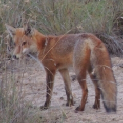 Vulpes vulpes (Red Fox) at Bullen Range - 19 Mar 2014 by MichaelBedingfield