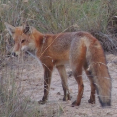 Vulpes vulpes (Red Fox) at Bullen Range - 19 Mar 2014 by MichaelBedingfield