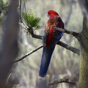 Platycercus elegans at Watson, ACT - 20 Apr 2016 02:47 PM