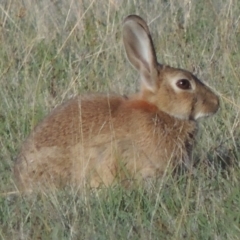 Oryctolagus cuniculus (European Rabbit) at Rendezvous Creek, ACT - 5 Mar 2015 by michaelb