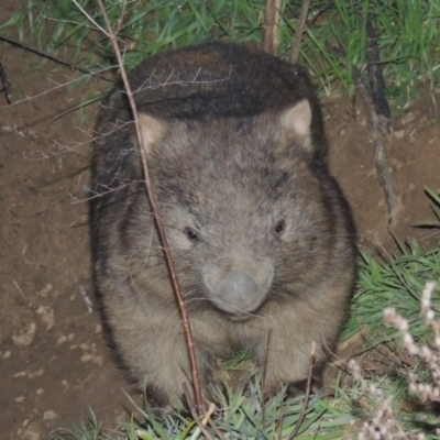 Vombatus ursinus (Common wombat, Bare-nosed Wombat) at Tharwa, ACT - 13 Jul 2014 by MichaelBedingfield