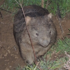 Vombatus ursinus at Tharwa, ACT - 13 Jul 2014