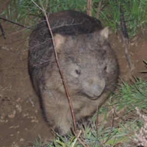 Vombatus ursinus at Tharwa, ACT - 13 Jul 2014