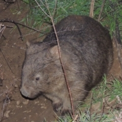 Vombatus ursinus at Tharwa, ACT - 13 Jul 2014 06:34 PM