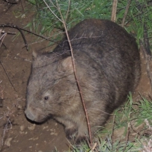 Vombatus ursinus at Tharwa, ACT - 13 Jul 2014