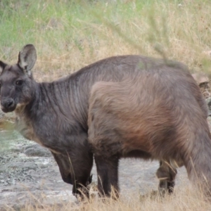 Osphranter robustus robustus at Tennent, ACT - 23 Nov 2014 07:42 PM