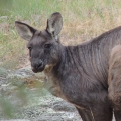 Osphranter robustus robustus at Tennent, ACT - 23 Nov 2014