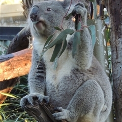 Phascolarctos cinereus (Koala) at Canberra, ACT - 3 Jun 2015 by MichaelBedingfield