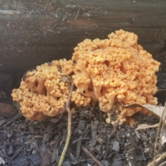 Ramaria sp. (A Coral fungus) at Tidbinbilla Nature Reserve - 19 May 2016 by NickWilson
