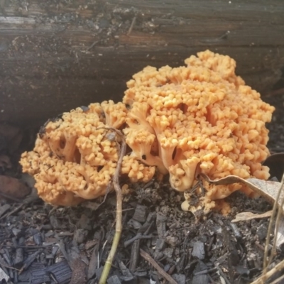 Ramaria sp. (A Coral fungus) at Tidbinbilla Nature Reserve - 19 May 2016 by NickWilson