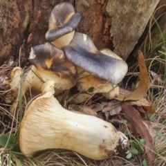 Omphalotus nidiformis (Ghost Fungus) at Paddys River, ACT - 16 May 2016 by NickWilson