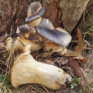 Omphalotus nidiformis at Paddys River, ACT - 16 May 2016