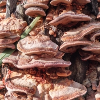 Rhodofomitopsis lilacinogilva complex (Lilac Shelf Fungus) at Paddys River, ACT - 12 May 2016 by NickWilson