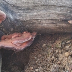 Rhodofomitopsis lilacinogilva complex at Paddys River, ACT - 12 May 2016 12:35 PM