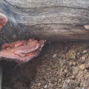 Rhodofomitopsis lilacinogilva complex at Paddys River, ACT - 12 May 2016