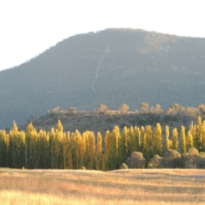 Populus nigra at Tharwa, ACT - 23 Apr 2016