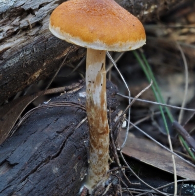 Gymnopilus sp. (Gymnopilus) at Cotter River, ACT - 14 May 2016 by KenT