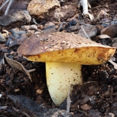 Unidentified at Namadgi National Park - 14 May 2016 by KenT