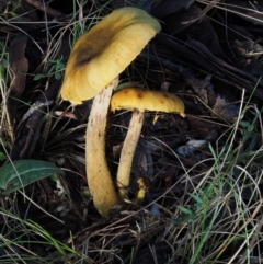 Armillaria sp. (A honey fungus) at Cotter River, ACT - 13 May 2016 by KenT