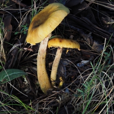 Armillaria sp. (A honey fungus) at Cotter River, ACT - 14 May 2016 by KenT