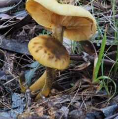 Armillaria sp. at Cotter River, ACT - 14 May 2016