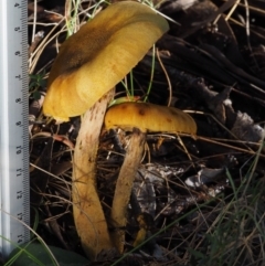 Armillaria sp. at Cotter River, ACT - 14 May 2016