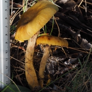 Armillaria sp. at Cotter River, ACT - 14 May 2016