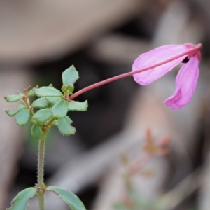 Tetratheca bauerifolia at Cotter River, ACT - 14 May 2016