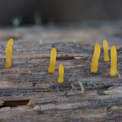 Calocera sp. (A stagshorn fungus) at Cotter River, ACT - 14 May 2016 by KenT