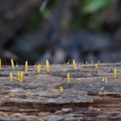 Calocera sp. at Cotter River, ACT - 14 May 2016