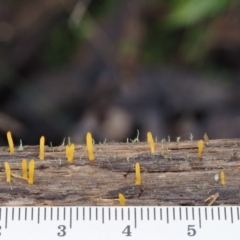 Calocera sp. at Cotter River, ACT - 14 May 2016