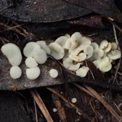 Hymenoscyphus at Cotter River, ACT - 13 May 2016 by KenT