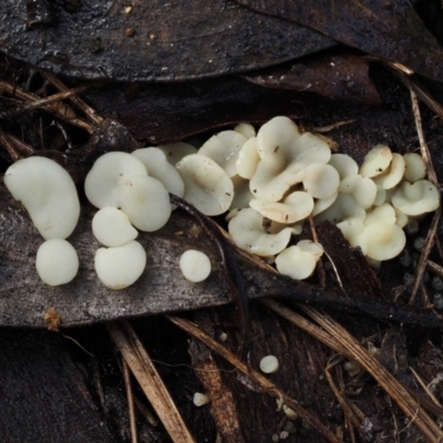 Hymenoscyphus at Namadgi National Park - 13 May 2016 by KenT