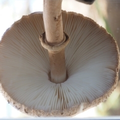 Macrolepiota clelandii at Cotter River, ACT - 14 May 2016 09:09 AM