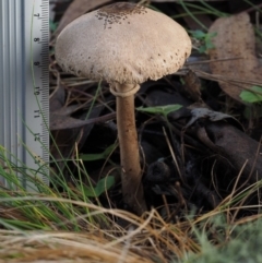 Macrolepiota clelandii at Cotter River, ACT - 14 May 2016