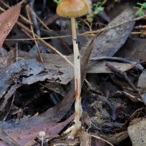 Stropharia sp. at Cotter River, ACT - 14 May 2016