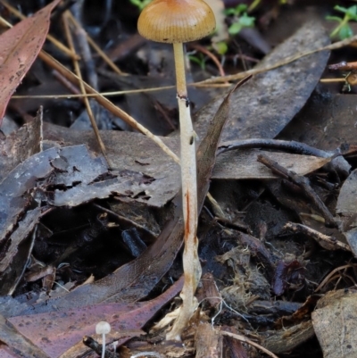 Stropharia sp. (Stropharia) at Cotter River, ACT - 13 May 2016 by KenT