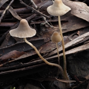 Mycena sp. at Cotter River, ACT - 14 May 2016