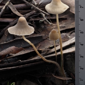 Mycena sp. at Cotter River, ACT - 14 May 2016