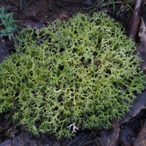 Cladia aggregata at Cotter River, ACT - 14 May 2016 01:31 PM