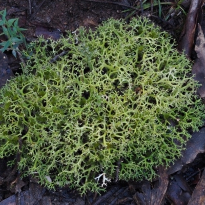 Cladia aggregata (A lichen) at Cotter River, ACT - 14 May 2016 by KenT