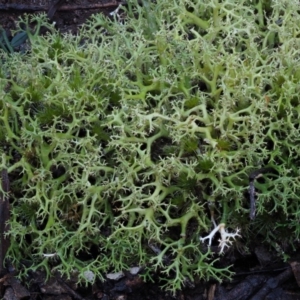 Cladia aggregata at Cotter River, ACT - 14 May 2016 01:31 PM