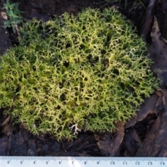 Cladia aggregata at Cotter River, ACT - 14 May 2016