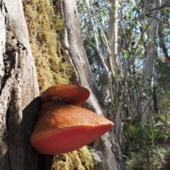 Fistulina sp. at Namadgi National Park - 14 May 2016