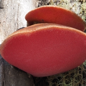 Fistulina sp. at Namadgi National Park - 14 May 2016