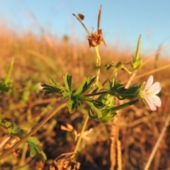 Geranium sp. Pleated sepals (D.E.Albrecht 4707) Vic. Herbarium (Naked Crane's-bill) at Gordon, ACT - 23 Apr 2016 by MichaelBedingfield