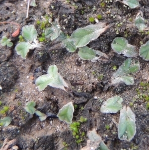 Riccia lamellosa at Paddys River, ACT - 2 Feb 2016 08:00 PM