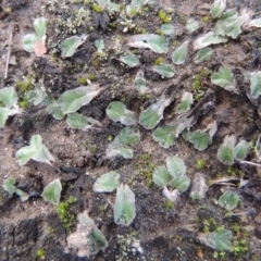 Riccia lamellosa at Paddys River, ACT - 2 Feb 2016 08:00 PM